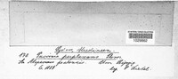 Puccinia recondita image